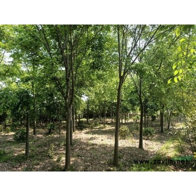 瓜子黄杨，大叶黄杨