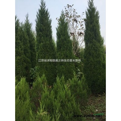 [供应]龙柏特价出售，卫矛球金叶女贞球等