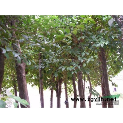 国槐小苗，批发供应国槐，国槐小苗批发价格（2--15公分）