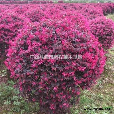 *供应红继木、毛杜鹃`女贞`桂花等各种苗木、果苗