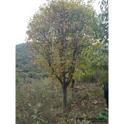 树状月季月季树