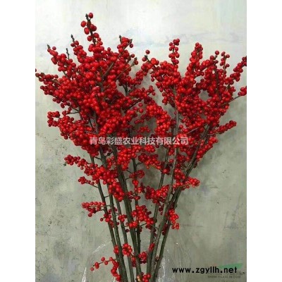 北美冬青两年组培苗已开花