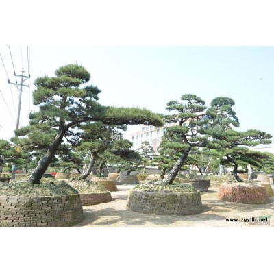 福建精品罗汉松 日本造型罗汉松 庭院*选 直供