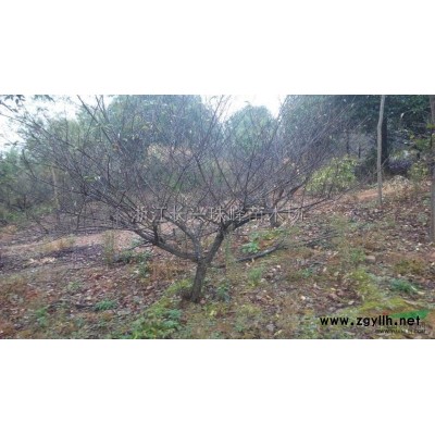 浙江容器香樟出售