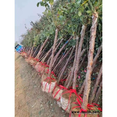 树桩月季苗圃直销