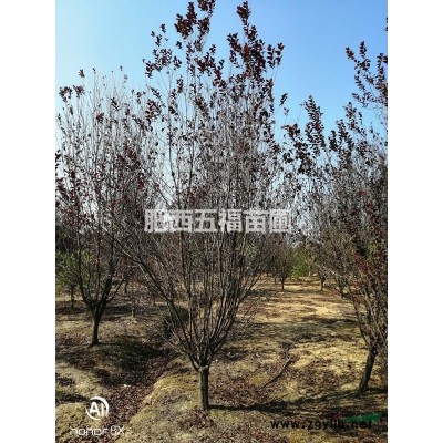 北海道绿篱 1.5-2米