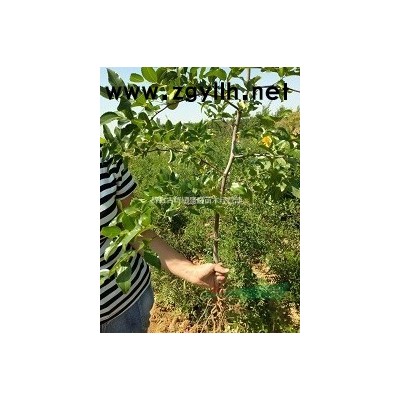 山西运城批发2年药用连翘苗