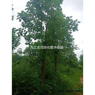 九江金花苗木基地大量供应栀枝花苗木，欢迎您来电咨询