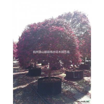 高杆红花继木球出售