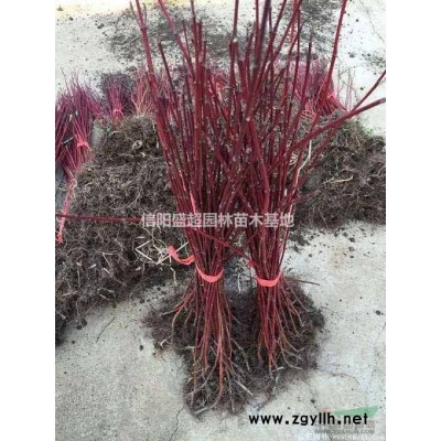 河南优势供应1-25公分栾树，基地苗圃直销