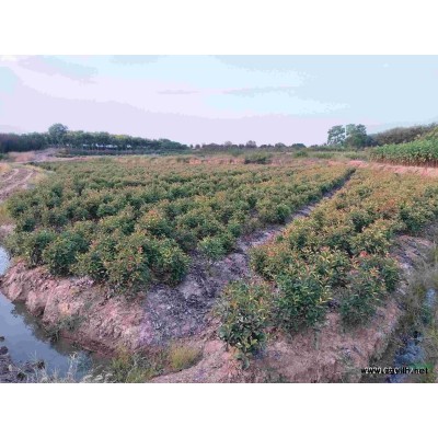 红叶石楠球50-120公分冠，数量5万棵