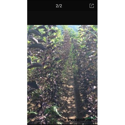 常年供应紫叶绸李