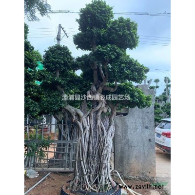 多怪根造型榕树盆景，小叶榕盆景