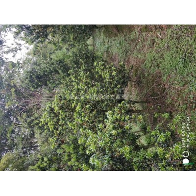 供应米经三公分以上的野鸦椿