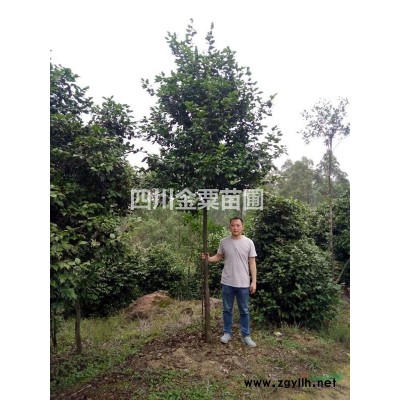 高杆茶花米径6、7cm，地径约8、9cm乐山金粟苗圃