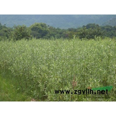 紫叶稠李供应/紫叶稠李图片