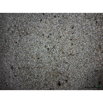 柑桔苗 柑桔苗基地 柑桔苗供应