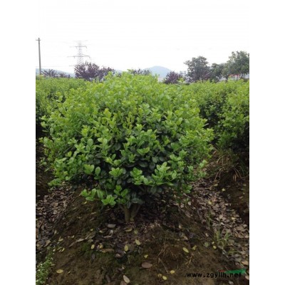 金森女贞球P60-180