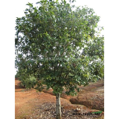 4月30日之前优惠促销福建三明金桂