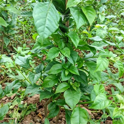 2020年各规格三角梅批发、直销    更新价格！！