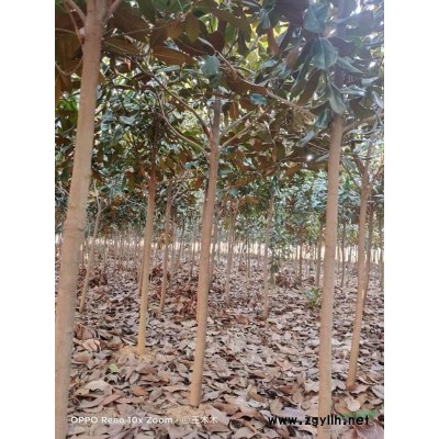 河南省南阳市大量供应3-8 公分广玉兰