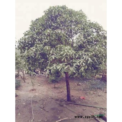 江西地区供应自家种植野生八月桂