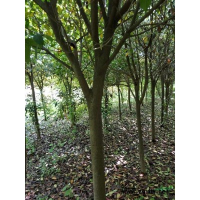 安徽阜阳地区供应8-10公分红叶李、8-10公分高杆红叶石楠