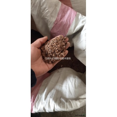 江西九江供应茶梅球冠幅100公分