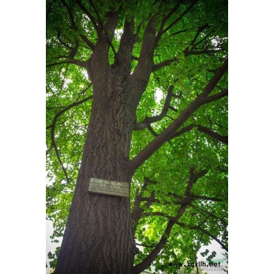 对节白腊、北京苗圃