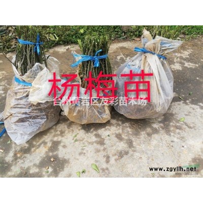 1年东魁杨梅苗浙江台州