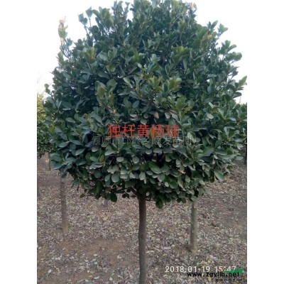 洛阳3到10公分皂角树4公分招教5公分皂角价格便宜的皂角批发