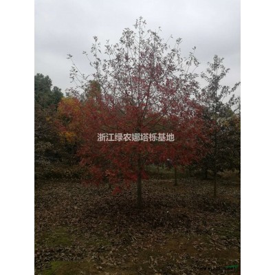 娜塔栎大量供应