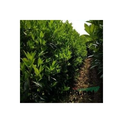 红叶石楠大毛球50到100