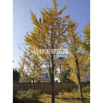 大量供应桂花树、国槐、朴树、红枫，银杏，皂角树等苗木