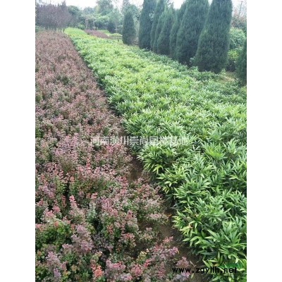 栾树，黄山栾树基地大量出售米径5公分到2