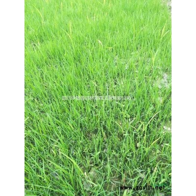 供应茶梅工程苗，茶梅笼子