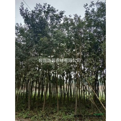 巴西黄花风铃直径5-7厘米