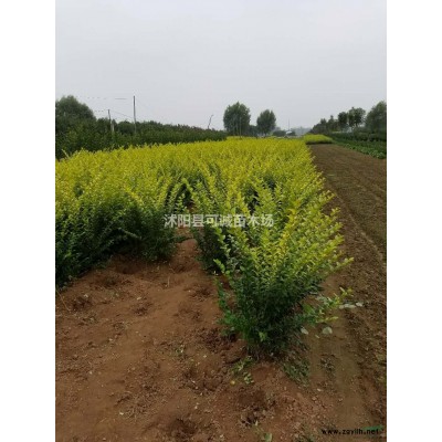 精品桂花 漂亮的桂花 江苏大桂花价格 3米以上全冠桂花价格