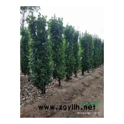 大叶黄杨柱高1.8，大量出售