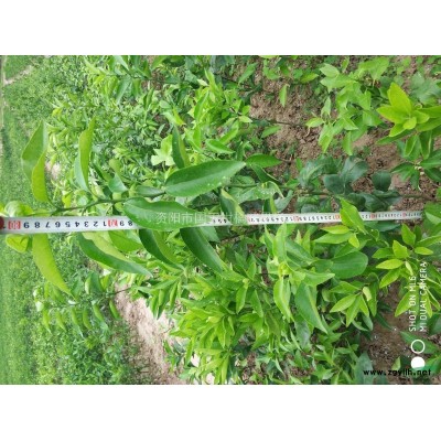 大小规格资阳柑橘苗基地