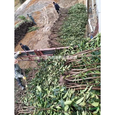 南昌塔柏，满天星、大叶黄杨、罗汉松球、四季桂，云南黄馨、腊梅