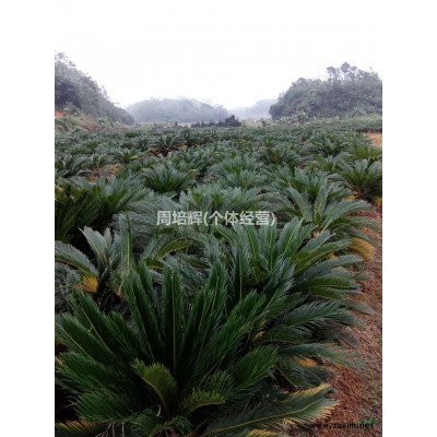 供应80公分-1米苏铁（广东货源）