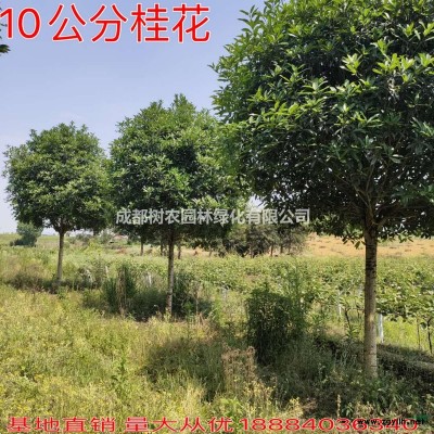 桂花苗H60-250cm