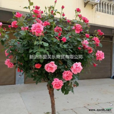 甜蜜蓝宝石葡萄苗当年结果