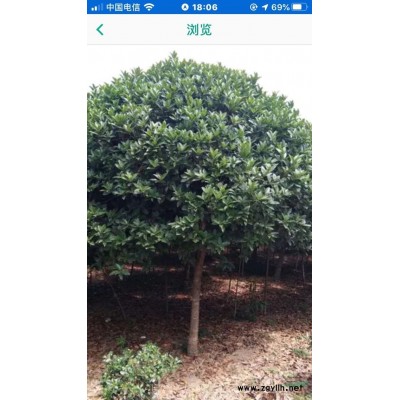 罗汉松.江西吉安罗汉松，造型罗汉松