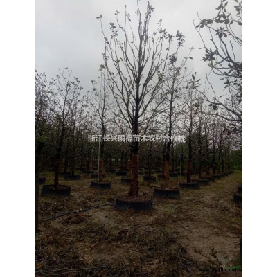 丛生香樟6行情报价/丛生香樟6图片展示