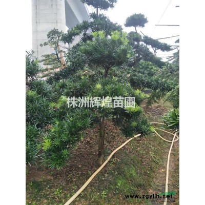 杜鹃，红檵木，红叶石楠，大叶栀子，金森女贞