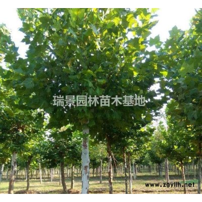 法国梧桐苗圃基地种植面积达*，法国梧桐种植面积是当地大、销