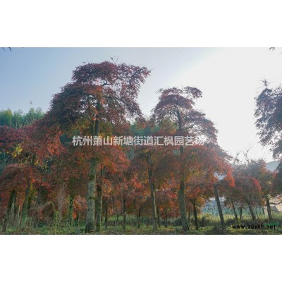 【浙江杭州】【精品羽毛枫】【12-20公分】出售