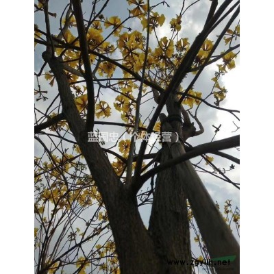 黄花风铃木 多花  6-8公分  300株